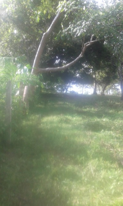 26402 - Las Palmas - fincas