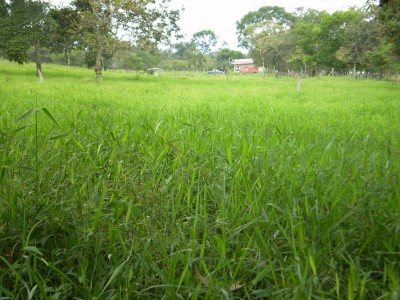 28641 - Boquerón - fincas