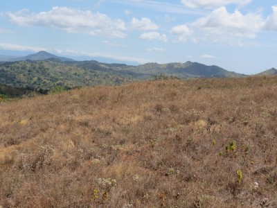 30052 - Tolé - fincas