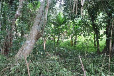 30459 - Las Tablas - fincas