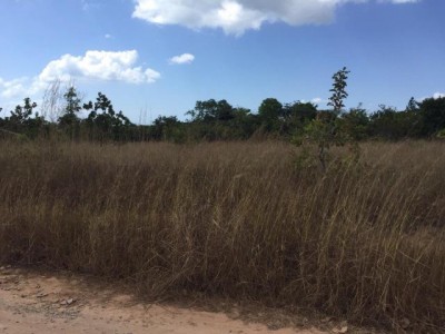 41055 - Bijao - lotes