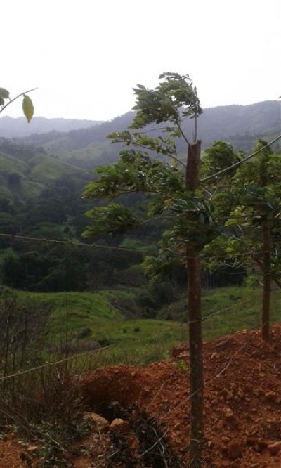 50030 - Chepo - fincas