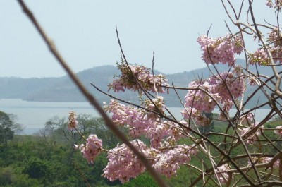 524 - Playa leona - propiedades