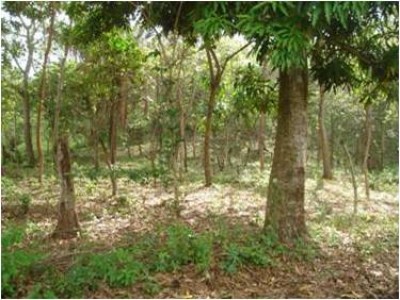 5853 - Capira - fincas