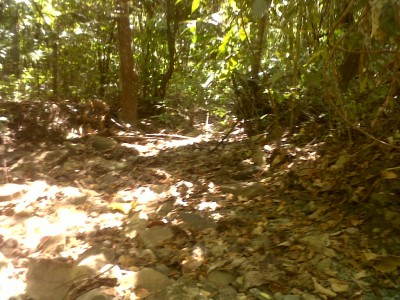 6088 - Chepigana - farms