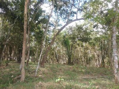 90097 - La Chorrera - lotes